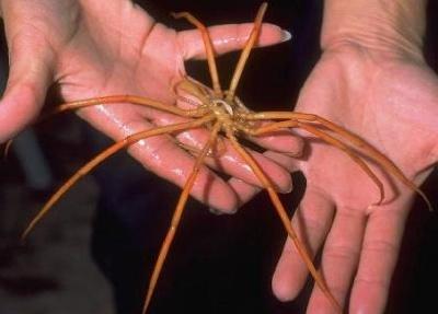Jūras zirnekļi ir atrodami... Autors: isi by isi 15 dīvainas radības zemes virsū!