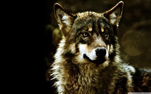  Autors: WOLF12345 Pelēkais vilks 16. nodaļā.