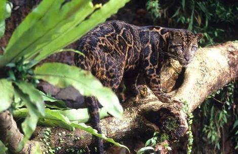 Borneo izceļas ar veselām... Autors: fishmafia Dzīvnieki ko tu neesi redzējis 2