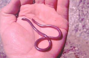 Jums bail no čūskām Jūms ir... Autors: fishmafia Dzīvnieki ko tu neesi redzējis 3