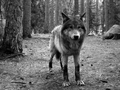  Autors: WOLF12345 Pelēkais vilks. 17.nodaļa