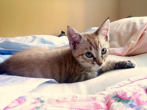 Kad kaķis piedzimst tā acis ir... Autors: Fosilija Fakti par kaķiem...
