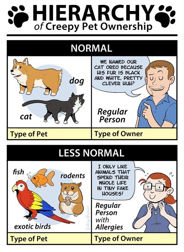 Type of pet. Pet and Pet owner. Types of Pets. Owner and Pet Arts.
