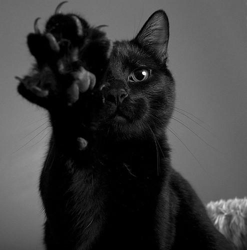 black cat. - Spoki - bildes 3