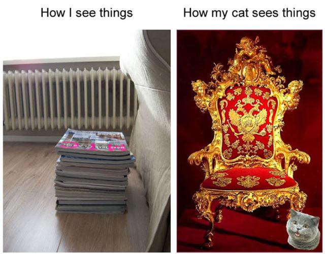  Autors: MJ Kā lietas redz kaķi?!!