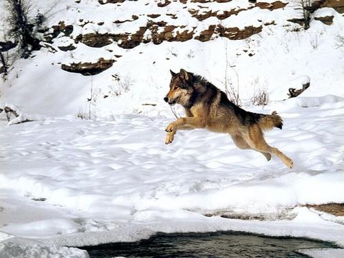  Autors: WOLF12345 Pelēkais vilks 20.nodaļa