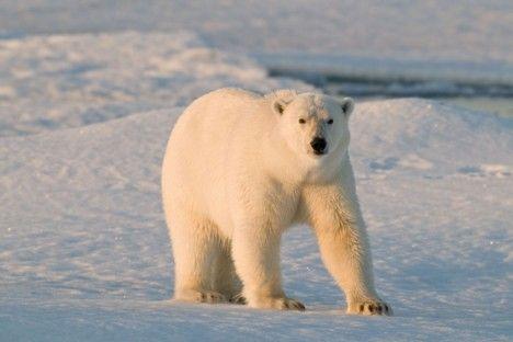 Nebrīves apstākļos leduslāči... Autors: kiksons 17 fakti par dzīvniekiem