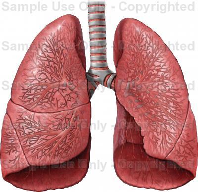 Cilvēka labajā plaušā ietilpst... Autors: Finčš Interesanti fakti par cilvēku