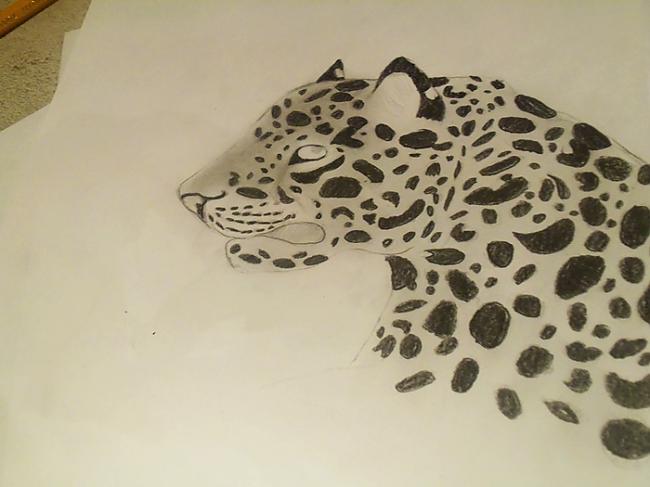 Ar 7B zīmuli iekrāsojam... Autors: Hamsters1 Kā uzzīmēt leopardu.
