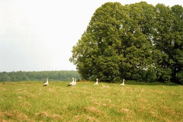  Autors: Fosilija Latvijas Daba