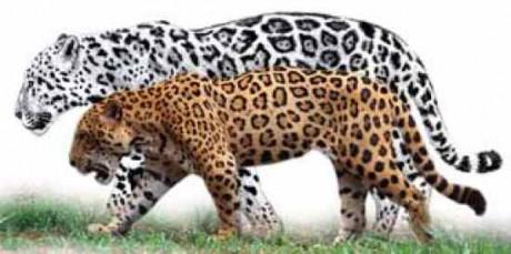 Milzu jaguars Mūsdienās... Autors: Kinkažu Aizvēsturiskie milzu kaķi