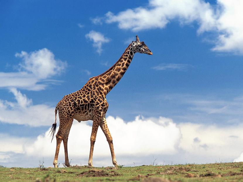 Žirafe ar savu 50 centimetru... Autors: Fosilija Faktu juceklis