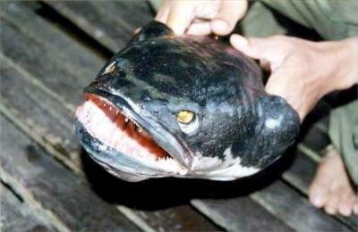 Čūskgalvji ir bīstami plēsēji... Autors: nolaifers Upē atrasta zivs, kas bīstamāka par piraņu.