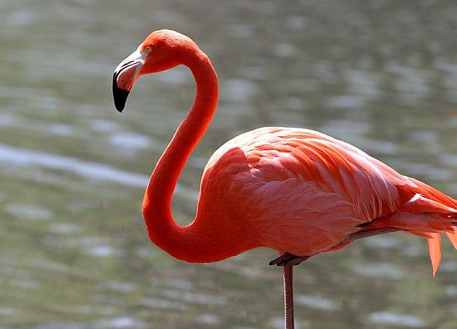 Flamingo Vai tu zināji ka... Autors: Kinkažu Pasaules krāšņākie dzīvnieki