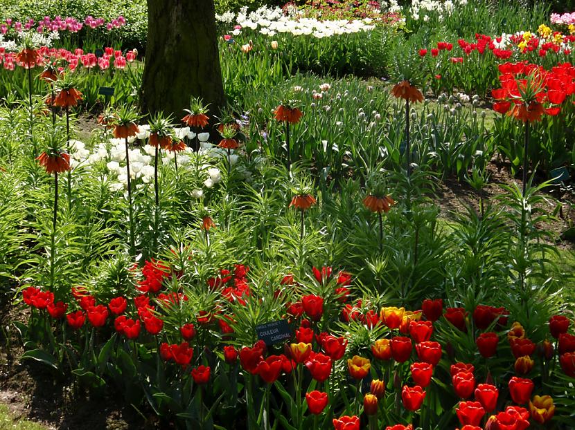  Autors: Fosilija Krāšņie pavasara ziedi Keukenhof  parkā.