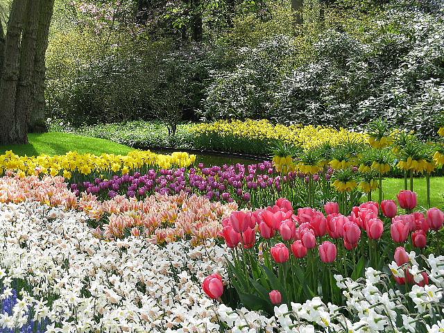  Autors: Fosilija Krāšņie pavasara ziedi Keukenhof  parkā.