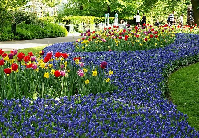  Autors: Fosilija Krāšņie pavasara ziedi Keukenhof  parkā.