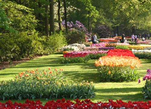  Autors: Fosilija Krāšņie pavasara ziedi Keukenhof  parkā.