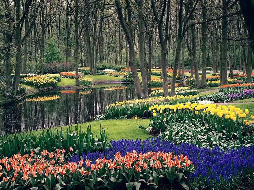  Autors: Fosilija Krāšņie pavasara ziedi Keukenhof  parkā.