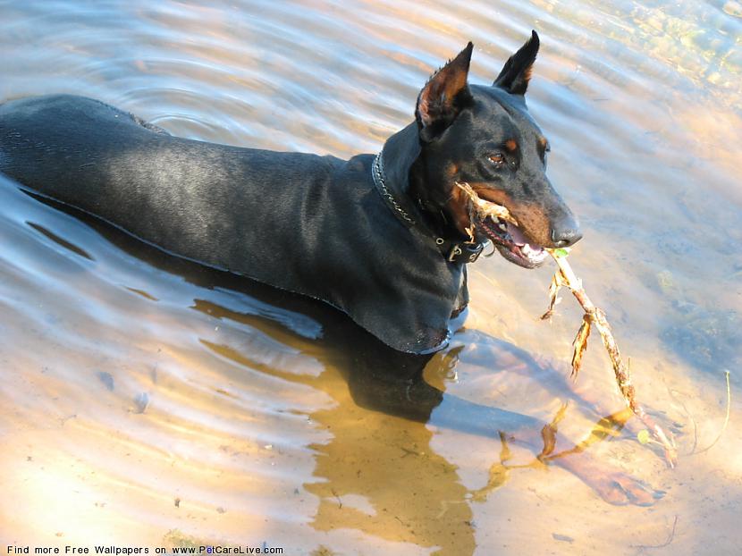  Autors: endzhija Doberman ***