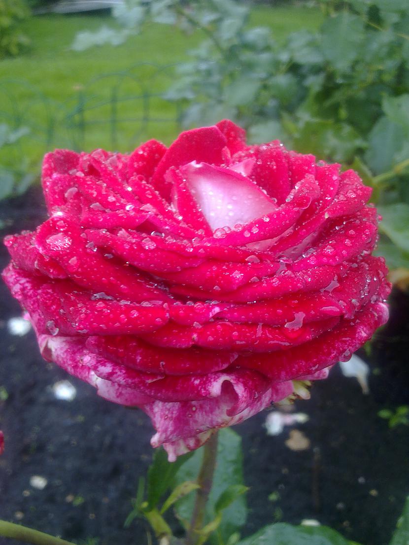 Rozes kas aug dārzaJūs nevarat... Autors: Trolala Bildes ko pildēju, es!