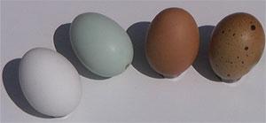 Vistu olas ir baltas un brūnas... Autors: Funnky ,,Olas''