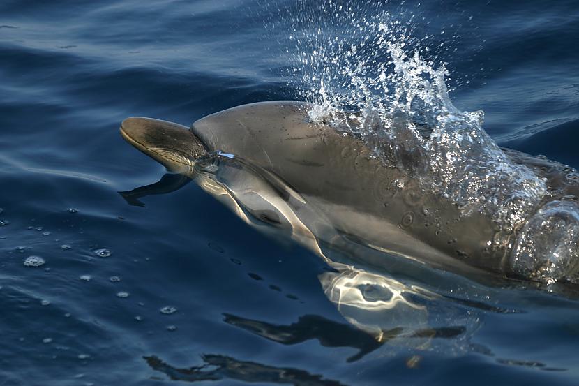Delfīni guļ ar vienu atvērtu... Autors: felciite Uzzini, vai atceries kaut ko jaunu, vai aizmirstu.