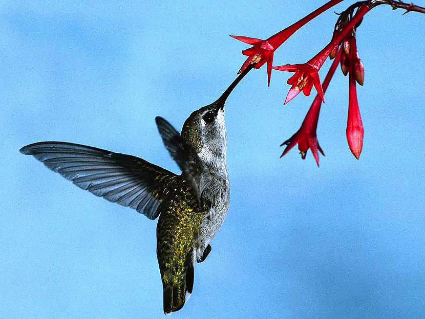 Kolibri sver mazāk par peniju Autors: felciite Uzzini, vai atceries kaut ko jaunu, vai aizmirstu.