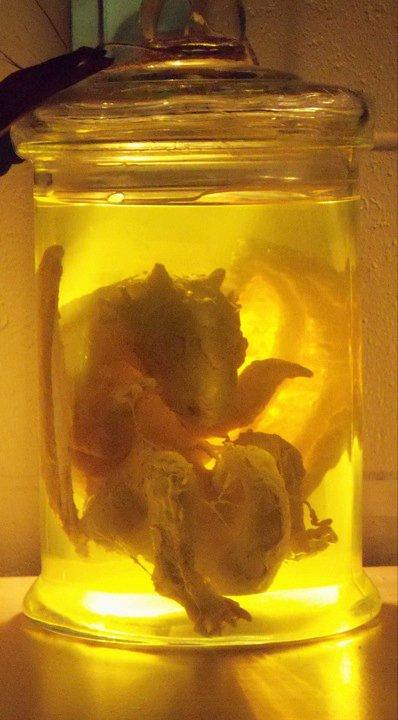 Pūķa embrijs burciņā  veidots... Autors: Douglas eBay Vampīra sirds - FAKE