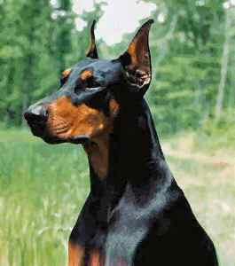 Dobermanis  Dobermanis ir... Autors: MrBukins Kāda ir jūsu mīļākā suņu suga?