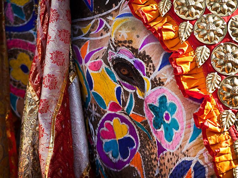Elephant Festival India The... Autors: Crop -->20<--