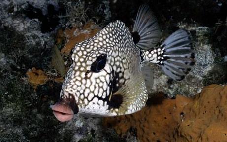 Smooth trunkfish  šī neparastā... Autors: Fosilija Retas zemūdens dzīvības