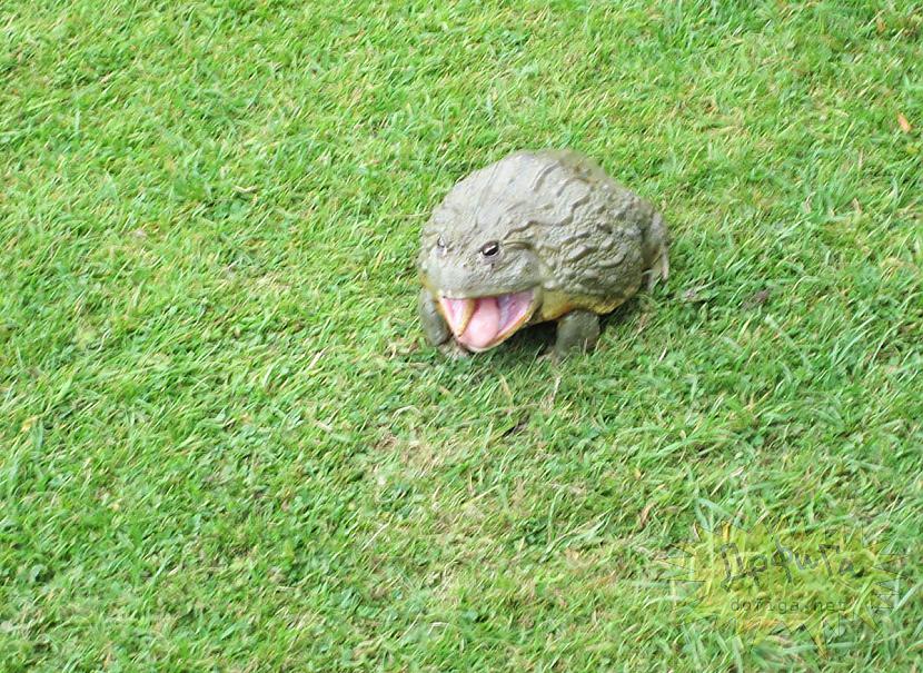 убери жабу. держи лягушку. лягушка водонос голиаф. убери жабу. жаба девочка и жаба мальчик.