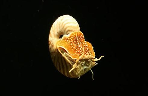 Chambered Nautilus ... Autors: Fosilija Retas zemūdens dzīvības /3/