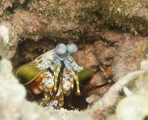 Mantis Shrimp  vēžveidīga tipa... Autors: Fosilija Retas zemūdens dzīvības /3/