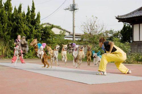 Visvairāk suņu kas lec ar... Autors: Xmozarus Top 25 Ginesa rekordi 2012