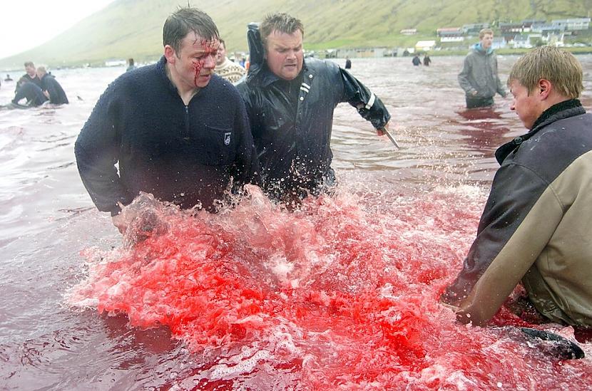 2009 gada 23 maijsFēru salu... Autors: Xmozarus Okeāns kļūst sarkans - šausmīgi!