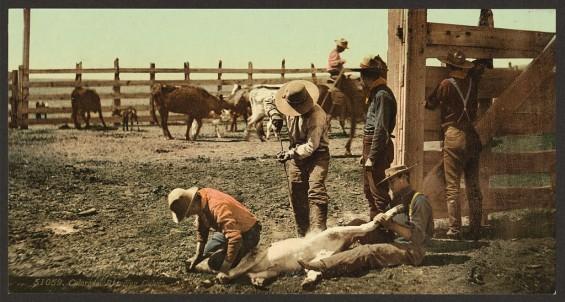 Mūsdienās dzīvnieku marķēšana... Autors: Aigars D Par un ap kovbojiem senās bildēs.