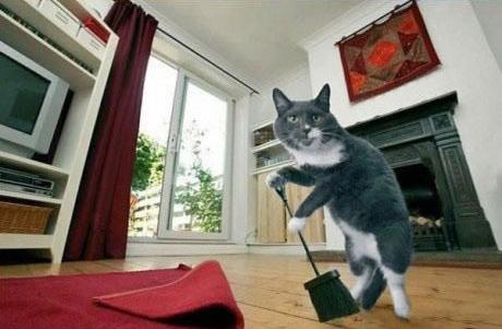  Autors: Pizhix Ko dara tavs kaķis, kamēr tu esi prom.