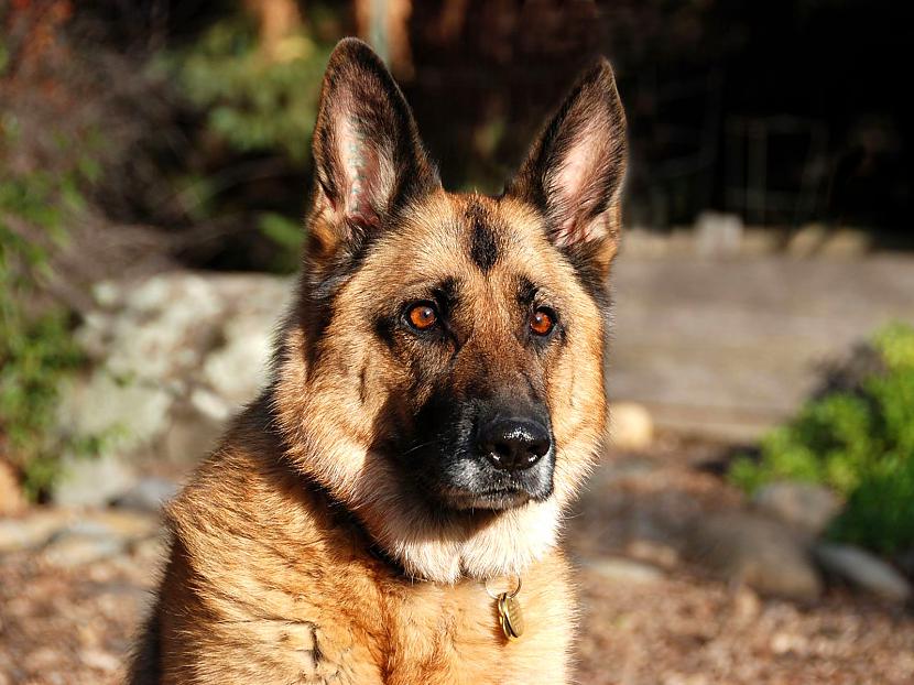 Taska suņi ir krāsu akli ir... Autors: wolfdragon Interesanti fakti par suņiem.
