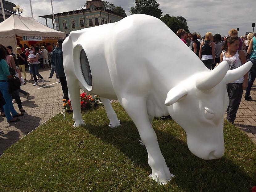 Barības ķēde vēsturiski govs... Autors: rutazeva ''Govju parāde'' Ventspilī.