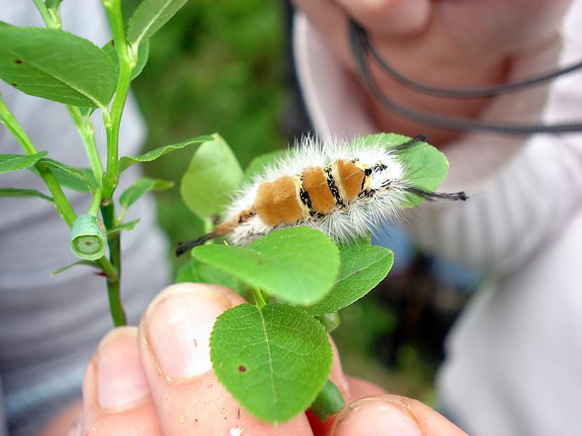 Šis nevēlējās pozēt Autors: Lapsiiga Tauriņi