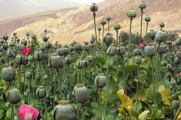 Afganistāna ir lielākā opija... Autors: Mūsdienu domātājs Neticamākie fakti par valstīm!!!