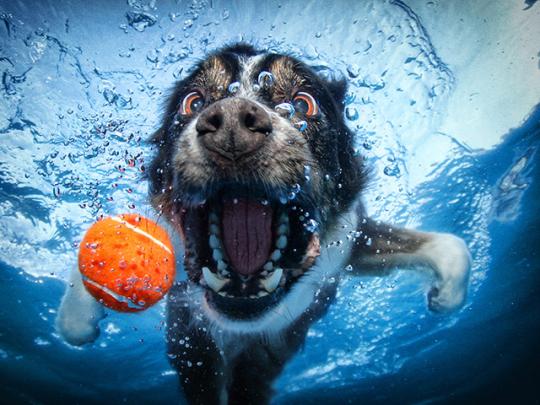  Autors: HORNY JUŅIKORNS Underwater dogs