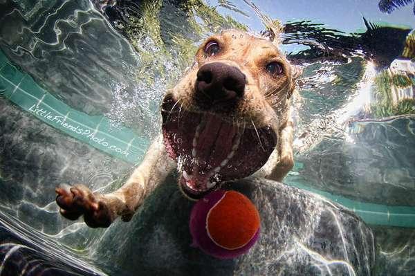  Autors: HORNY JUŅIKORNS Underwater dogs