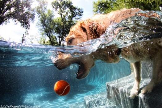  Autors: HORNY JUŅIKORNS Underwater dogs