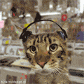  Autors: Ahilejs Mana kaķu nanopaka!