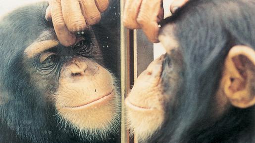 Scaronimpanzes ir vienīgais... Autors: Ben4iks Aizraujoši Fakti [2]