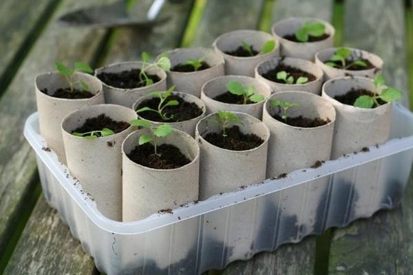 Lai sāktu audzēt augus izmanto... Autors: Saules zirgs Vieglākai dzīvei un DIY