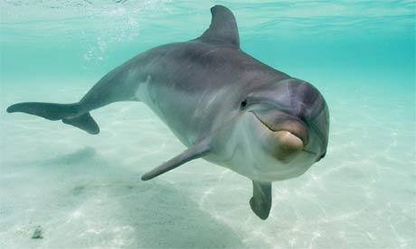 Delfīni guļ ar vienu atvērtu... Autors: Ben4iks Aizraujoši Fakti [4]